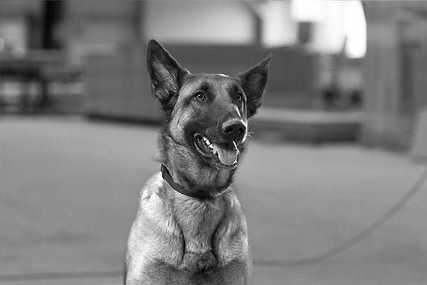 Portrait Hund Dina